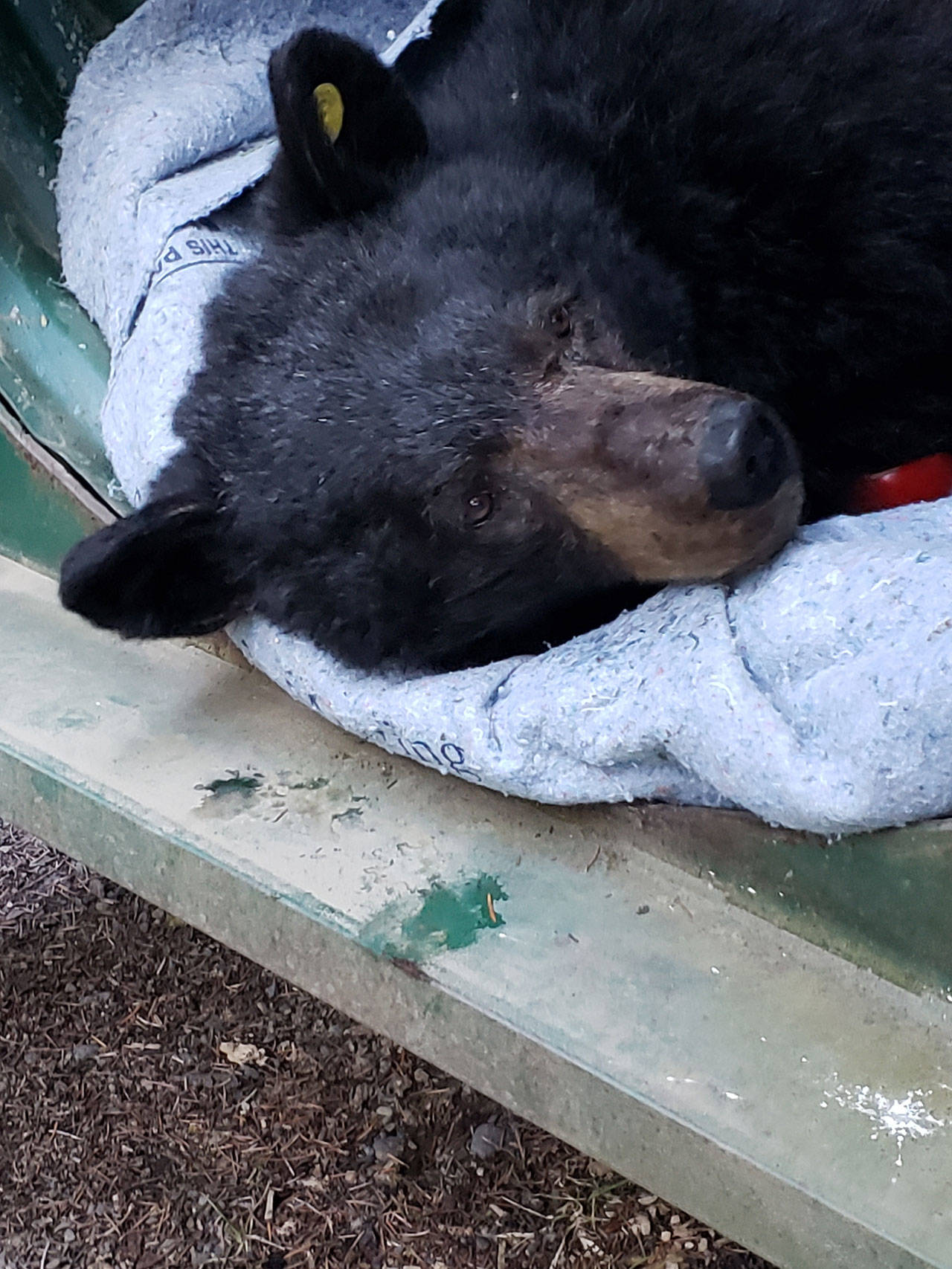 A 2-year-old black bear is darted and transported into the upper Dungeness watershed by wildlife officers April 11, 2020. (Photo courtesy of Washington Department of Fish and Wildlife)