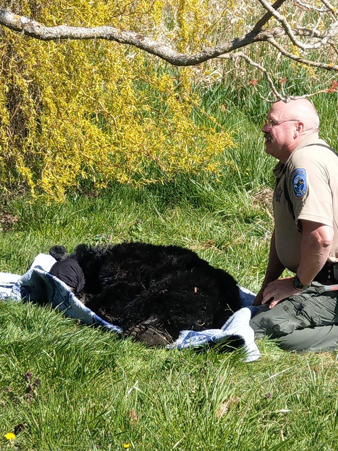 Wildlife officers keep tabs on a 2-year-old black bear it sedated after the animal approached homes near the 3 Crabs area April 11, 2020. The bear was darted and transported into the upper Dungeness watershed. (Photo courtesy of Washington Department of Fish and Wildlife)