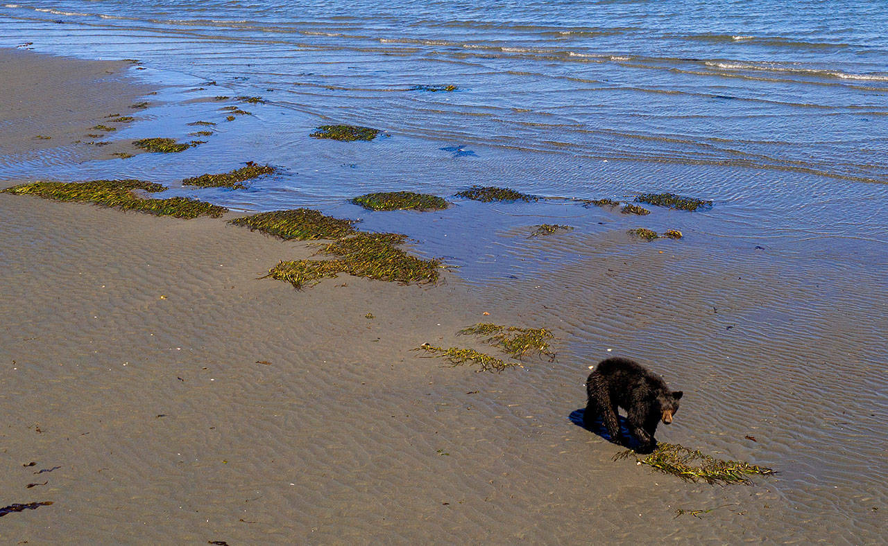A small black bear traverses the beach near 3 Crabs Road last week. (Photo by John Gussman)