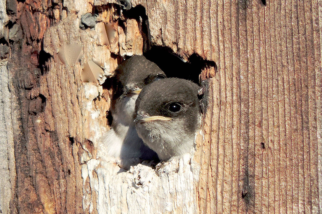 Centrum Communiversity program affirms birders