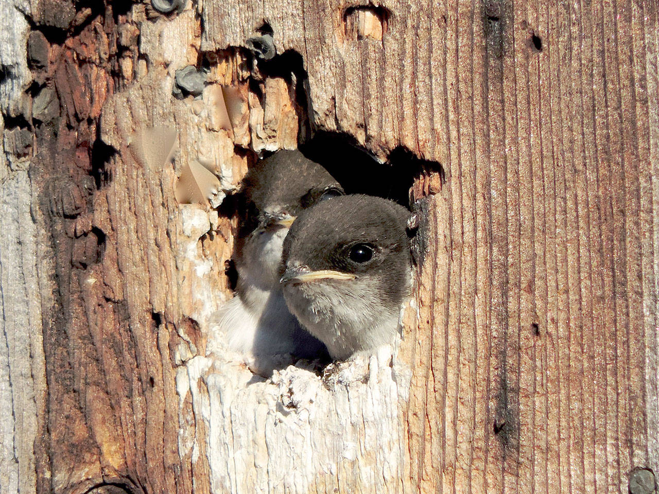 Baby swallows peek from a Port Angeles nesting box. (Philip D. Lusk)