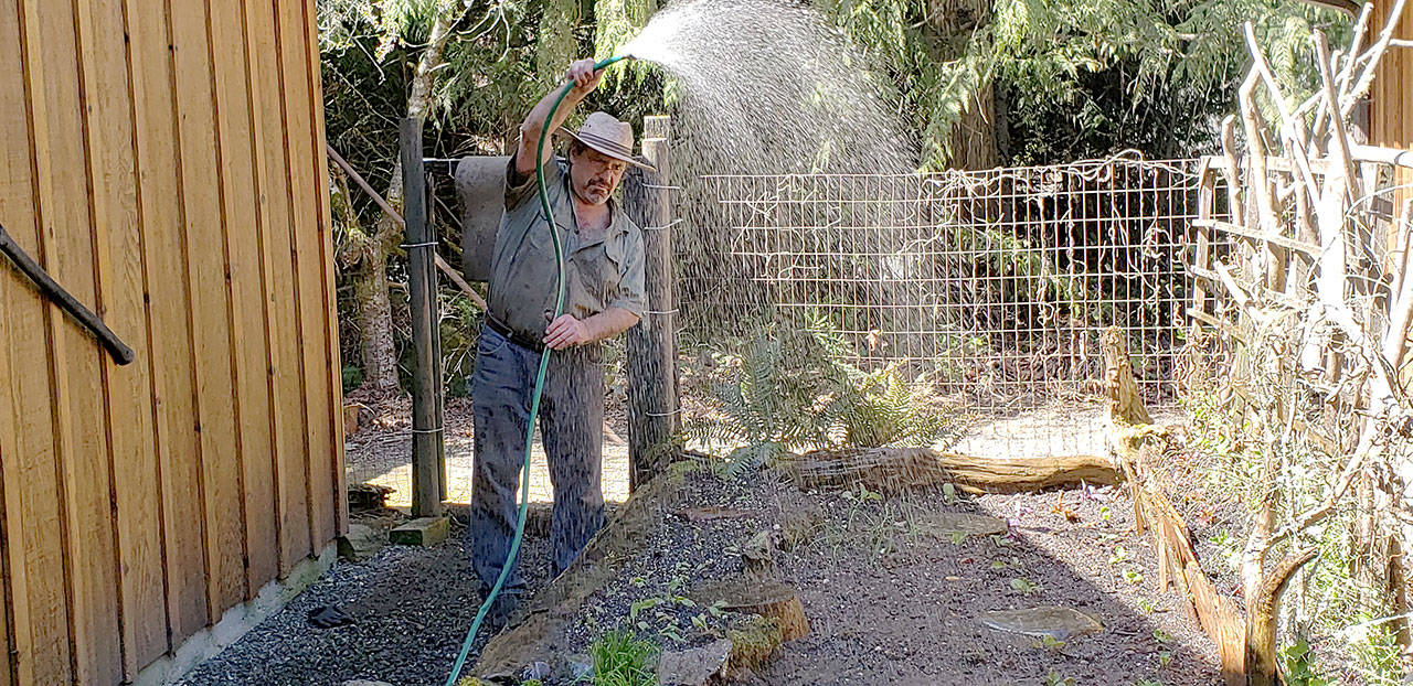 Always water your garden extremely early in the morning for not only does it improve your plants growing, but also greatly reduces the problems of bugs and diseases. (Andrew May/For Peninsula Daily News)