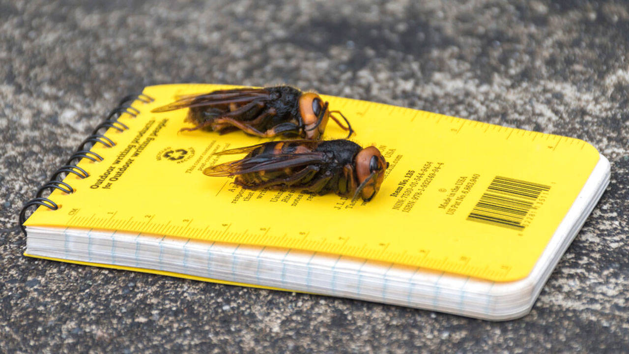 In this April 23, 2020, photo provided by the Washington State Department of Agriculture, dead Asian giant hornets sit on a researcher’s field notebook in Blaine. The world’s largest hornet, a 2-inch long killer with an appetite for honey bees, has been found in Washington state and entomologists are making plans to wipe it out. Dubbed the “Murder Hornet” by some, the Asian giant hornet has a sting that could be fatal to some humans. It is just now starting to emerge from hibernation. (Karla Salp/Washington State Department of Agriculture via AP)