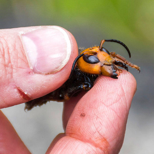 In this April 23, 2020, photo provided by the Washington State Department of Agriculture, a researcher holds a dead Asian giant hornet in Blaine. (Karla Salp/Washington State Department of Agriculture via AP)