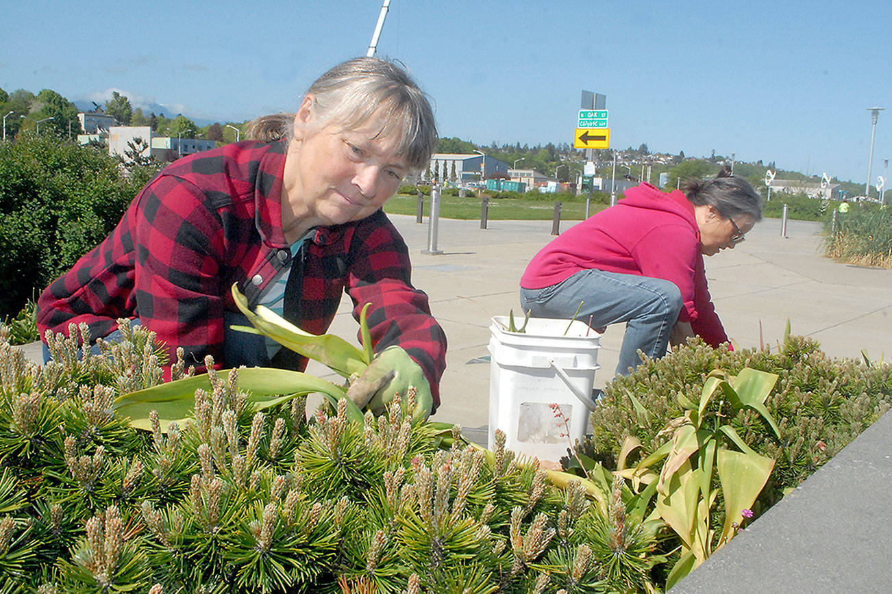 Garden club tends flowers at waterfront