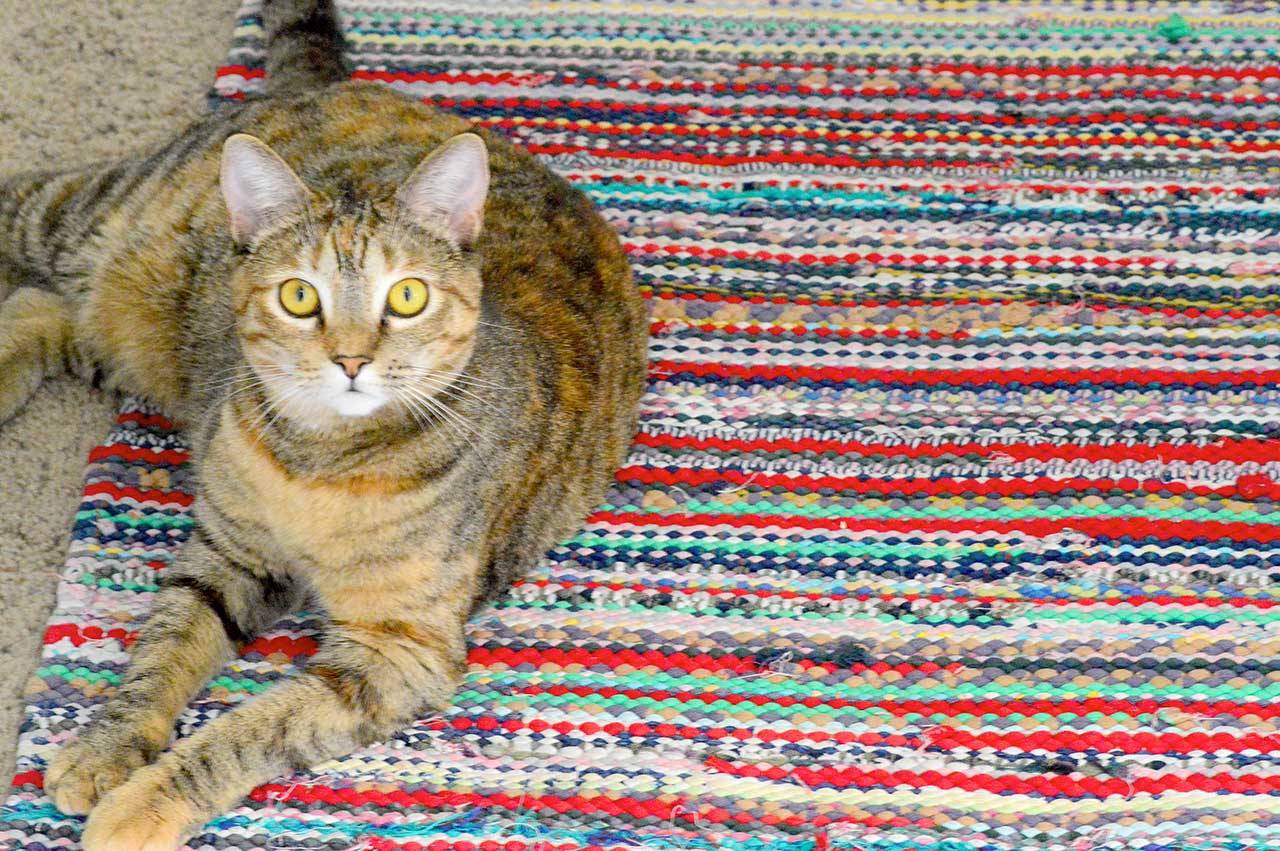 Bright Eyes is one of many cats adopted in recent weeks from Quilcene’s Center Valley Animal Rescue. (Diane Urbani de la Paz/for Peninsula Daily News)