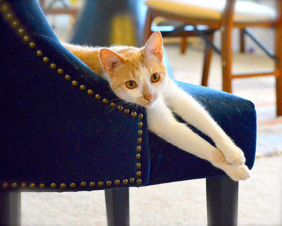 Pet food bank, cat adoptions reopen at Safe Haven Peninsula Daily News