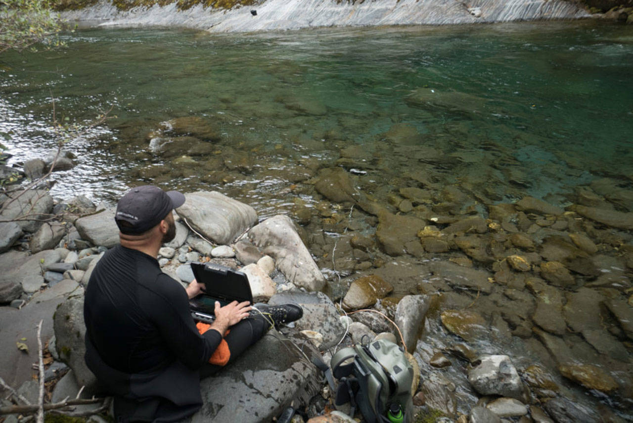 Joyce’s John McMillan records summer run steelhead in the Elwha River. (Shane Anderson/for Trout Unlimited)