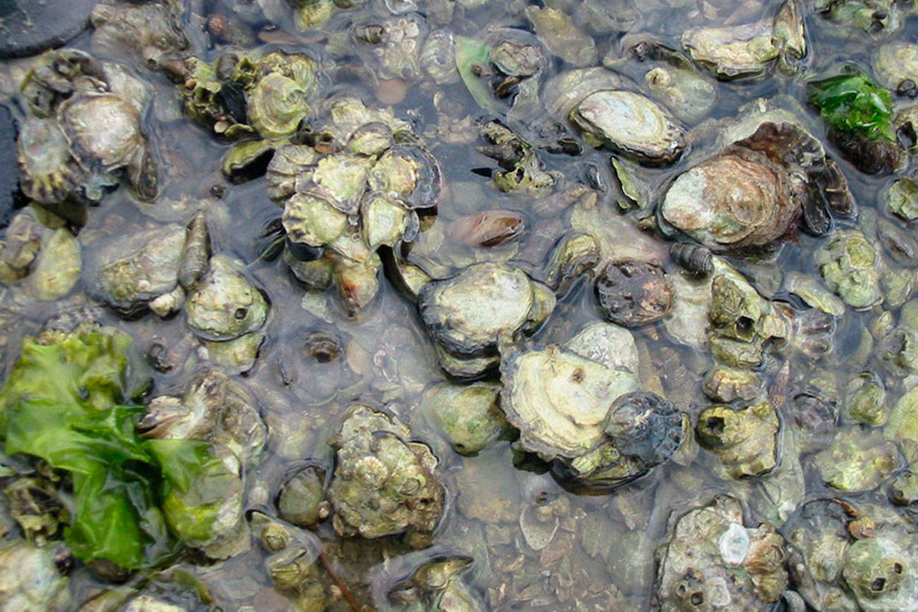OUTDOORS: Most Peninsula beaches open to shellfish harvesting