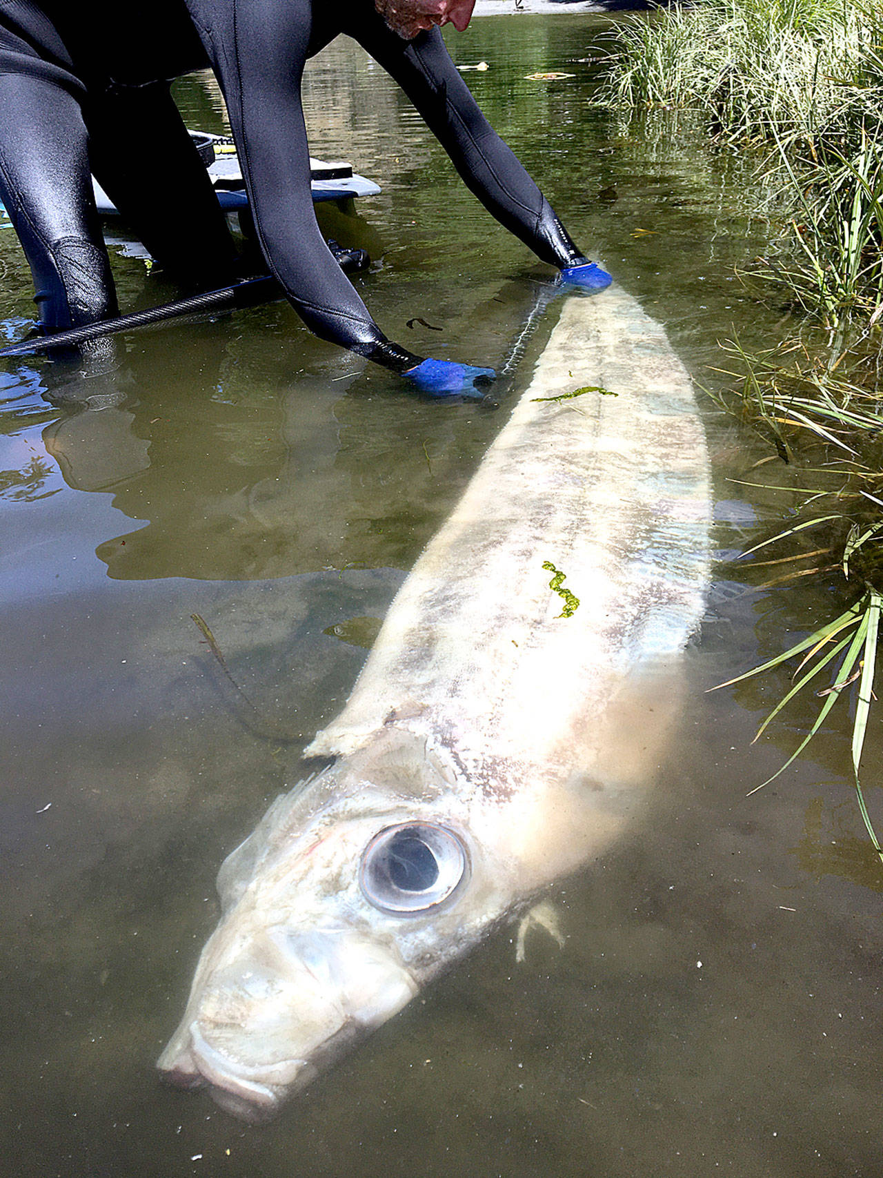 A rare King-of-the-Salmon 4 1/2 feet long was found washed up at Salt Creek Recreation Area Sunday. These fish normally live at a depth of 3,000 feet and are rarely seen alive.