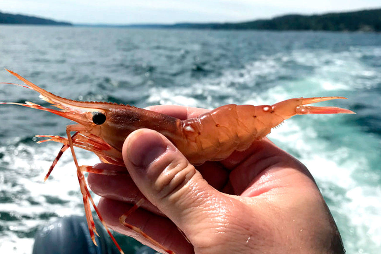 OUTDOORS: Shrimping a tasty option