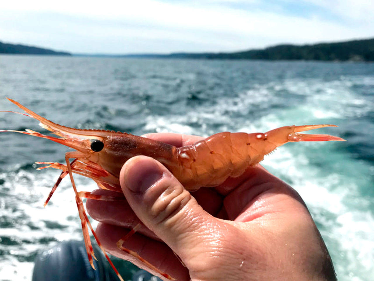 Shrimping in the prime Hood Canal and Discovery Bay shrimping districts got underway Thursday and will continue Monday and on other dates in June and July.
