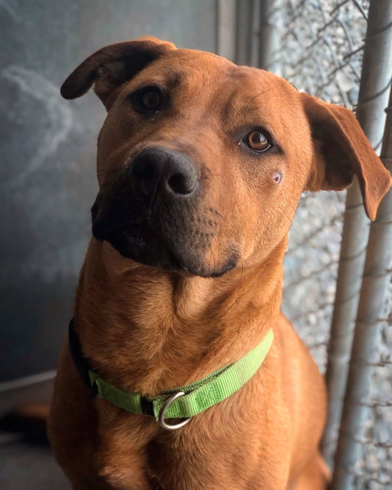 Graze, an 18-month-old male German Shepherd mix and former Olympic Peninsula Humane Society guest, has recovered from a gunshot wound to the face and was adopted to a new home. (Olympic Peninsula Humane Society)