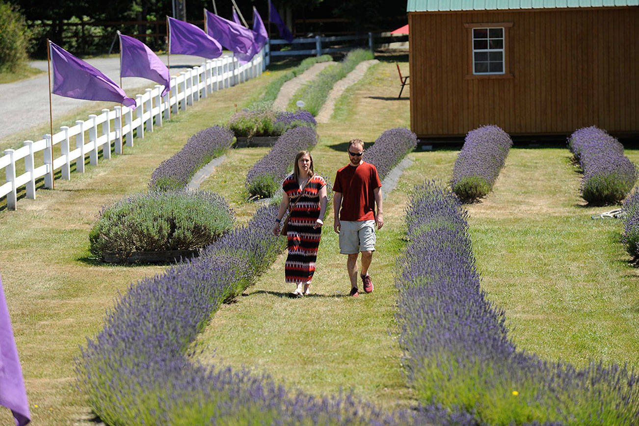 Lavender farms open with safety precautions