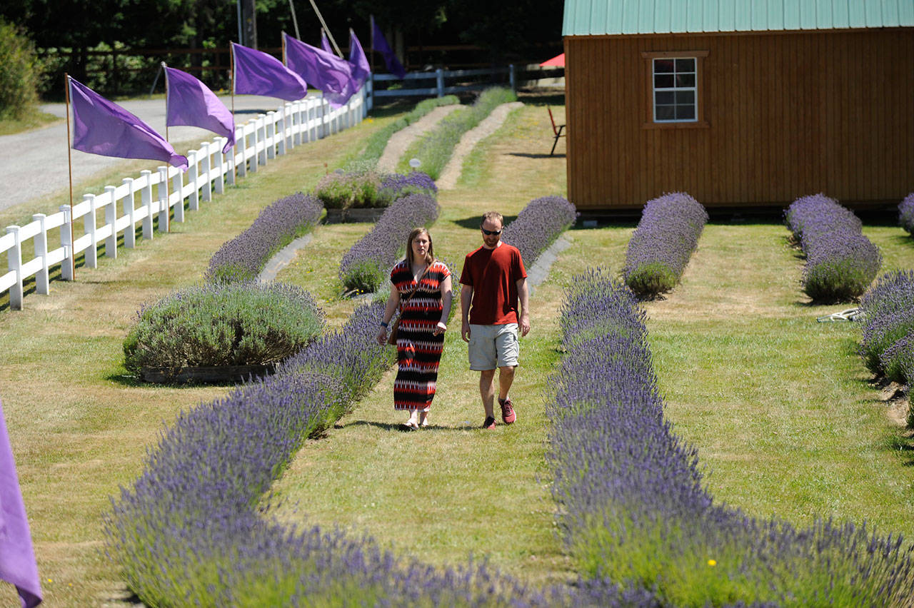 Visitors walk through the lavender field at Nelson’s Duckpond and Lavender Farm in 2019. This summer, farms require masks/face coverings inside lavender farm shops and some require or recommend them in lavender fields to prevent the potential spread of the 2019 novel coronavirus. (Matthew Nash/Olympic Peninsula News Group file)