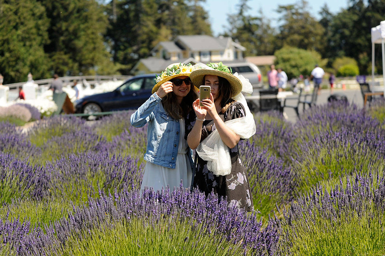 Karyna Tytar, left, and Alina Stanisheveska look at pictures in the fields at Washington Lavender in 2017. (Matthew Nash/Olympic Peninsula News Group file)