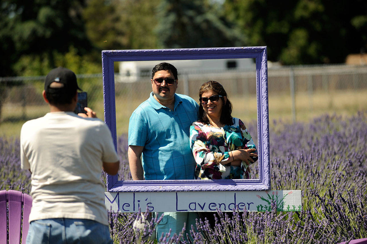 Swati and Shekhar Joshi of Bellevue visit Meli’s Lavender Farm in 2019 after taking a wrong turn into town. “We took a wrong turn, but it turned out to be right, and we went down to the John Wayne Marina. It was so beautiful,” Swati Joshi said. (Matthew Nash/Olympic Peninsula News Group file)