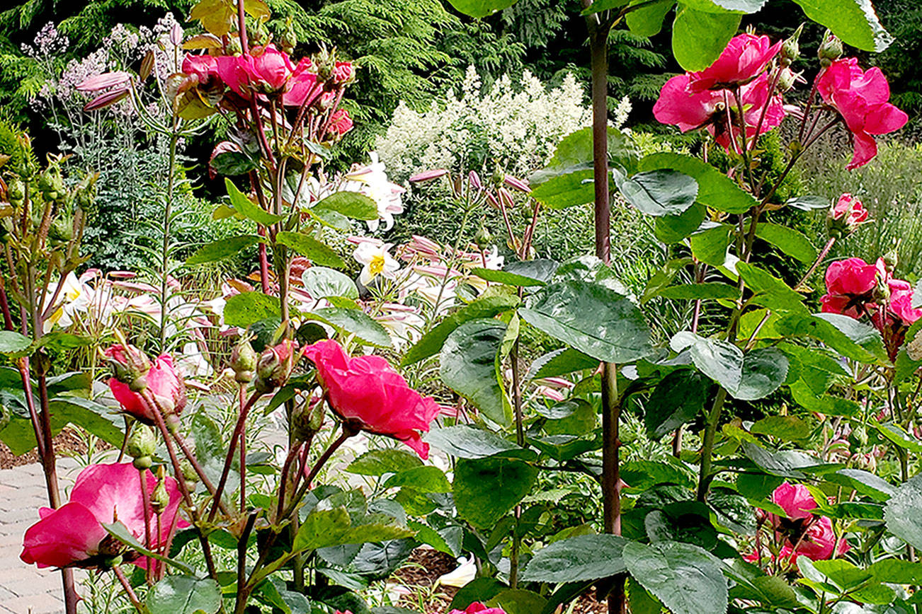 A GROWING CONCERN: A gardening labor of love with roses
