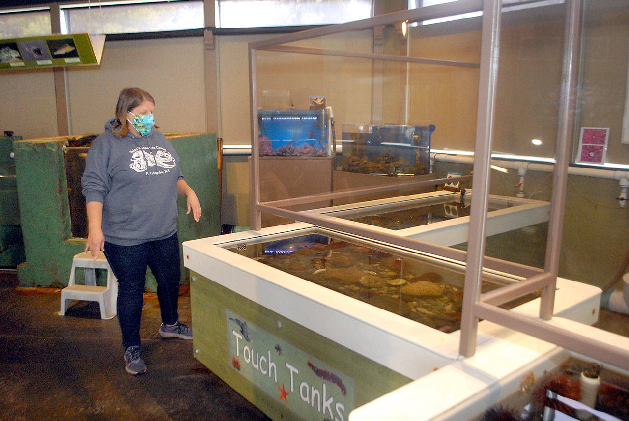 Melissa Williams, executive director of the Feiro Marine Life Center at Port Angeles City Pier, looks over the center’s touch tanks with newly-installed glass separation panels to distance workers from visitors. (Keith Thorpe/Peninsula Daily News)
