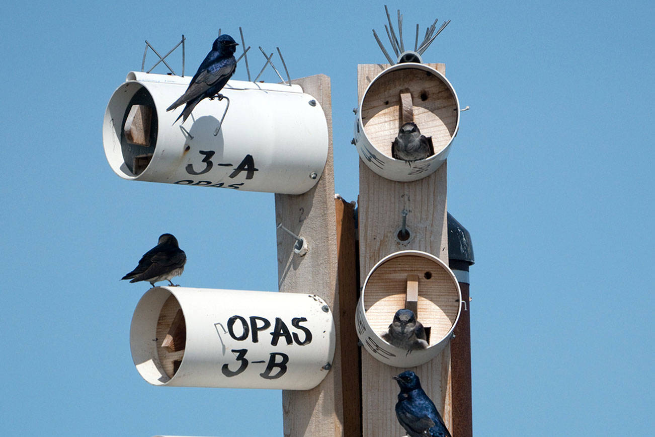 Collaboration helps Purple Martins find homes