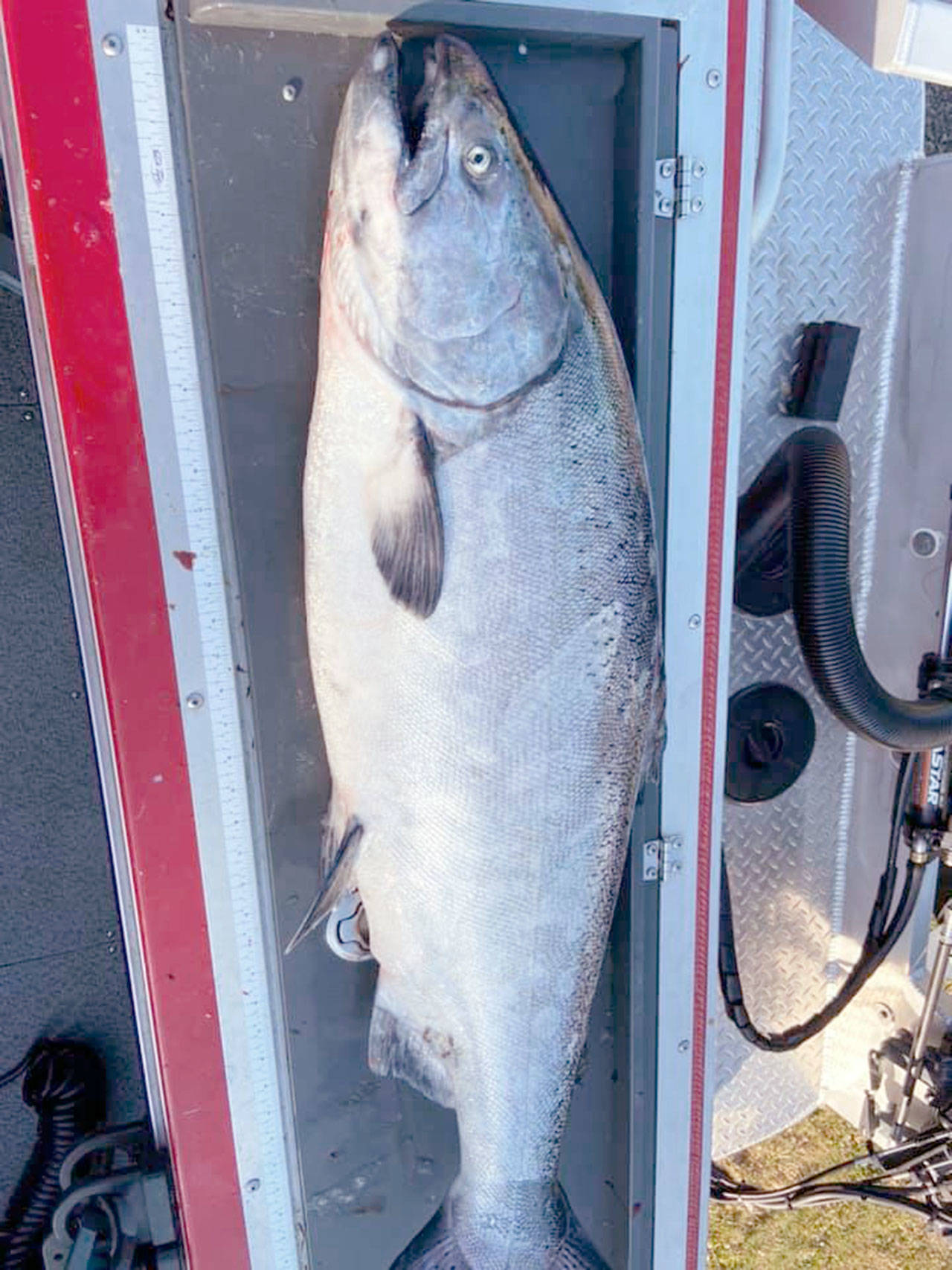 Port Angeles angler Bob Withrow caught this 36-pound chinook while fishing between Waadah Island and Mushroom Rock off Neah Bay in Marine Area 4 on Wednesday. (Submitted photo)