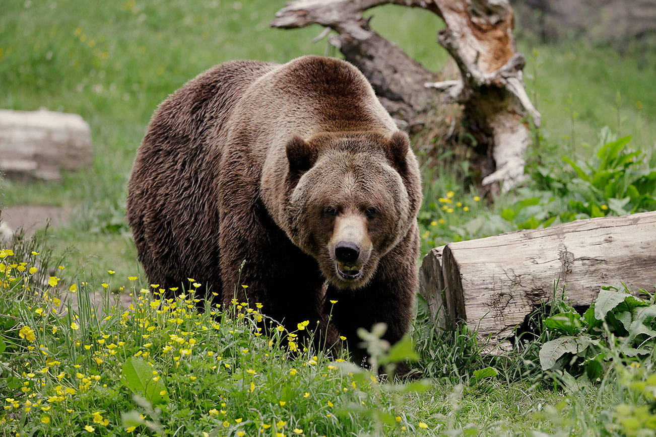 Group threatens lawsuit on grizzly reintroduction