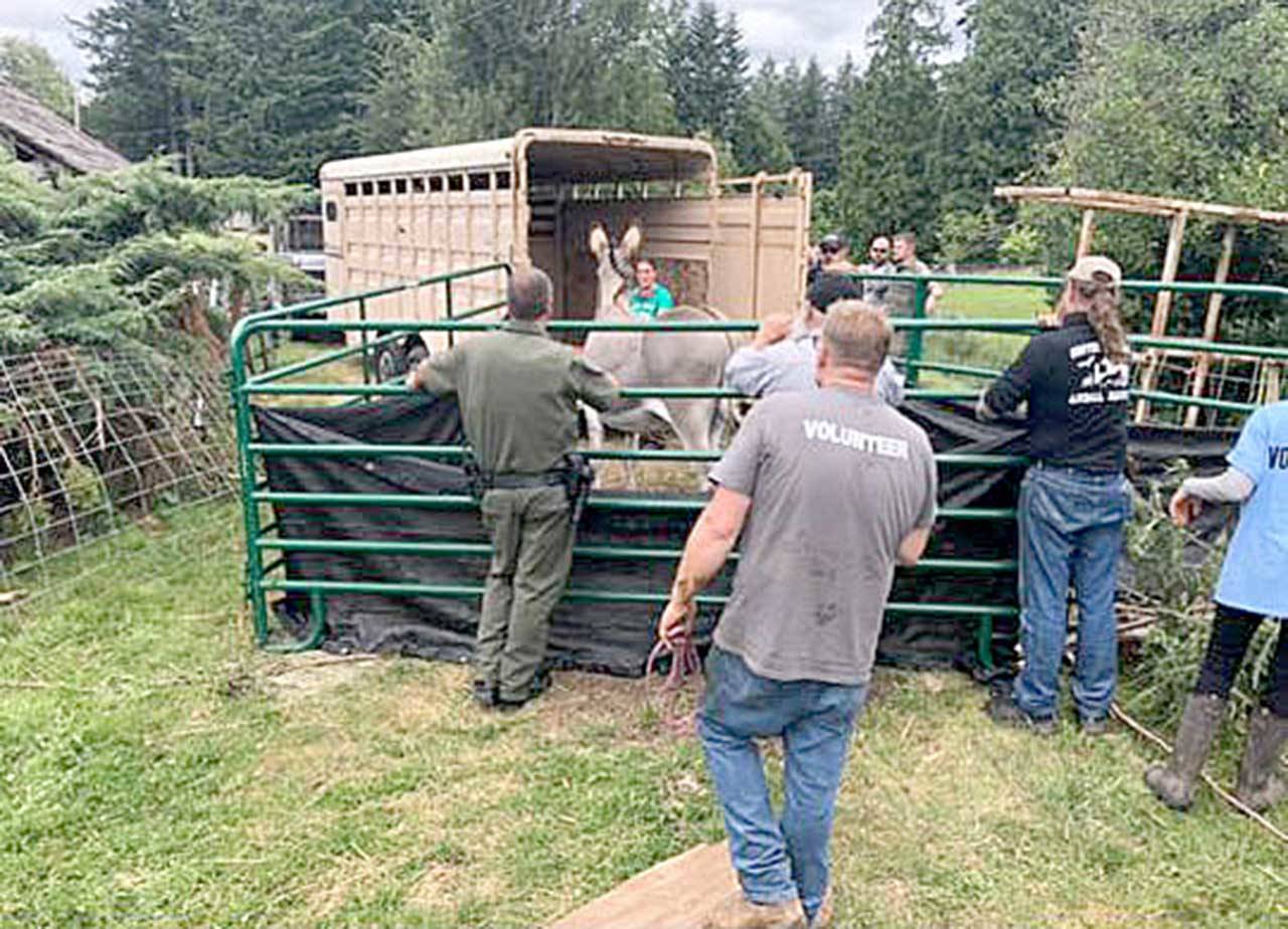 About a dozen people consisting of Jefferson County Sheriff’s Office deputies and Center Valley Animal Rescue staff and volunteers worked to capture and transport 57 animals suspected to be victims of animal abuse. (Jefferson County Sheriff’s Office)