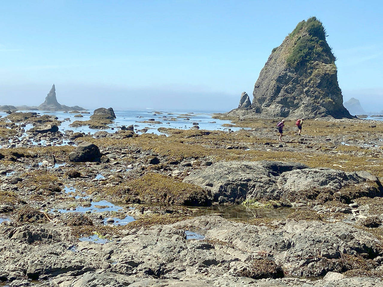 Hikers examine tide pools between Sand Point and Cape Alava. (Rob Ollikainen/Peninsula Daily News)