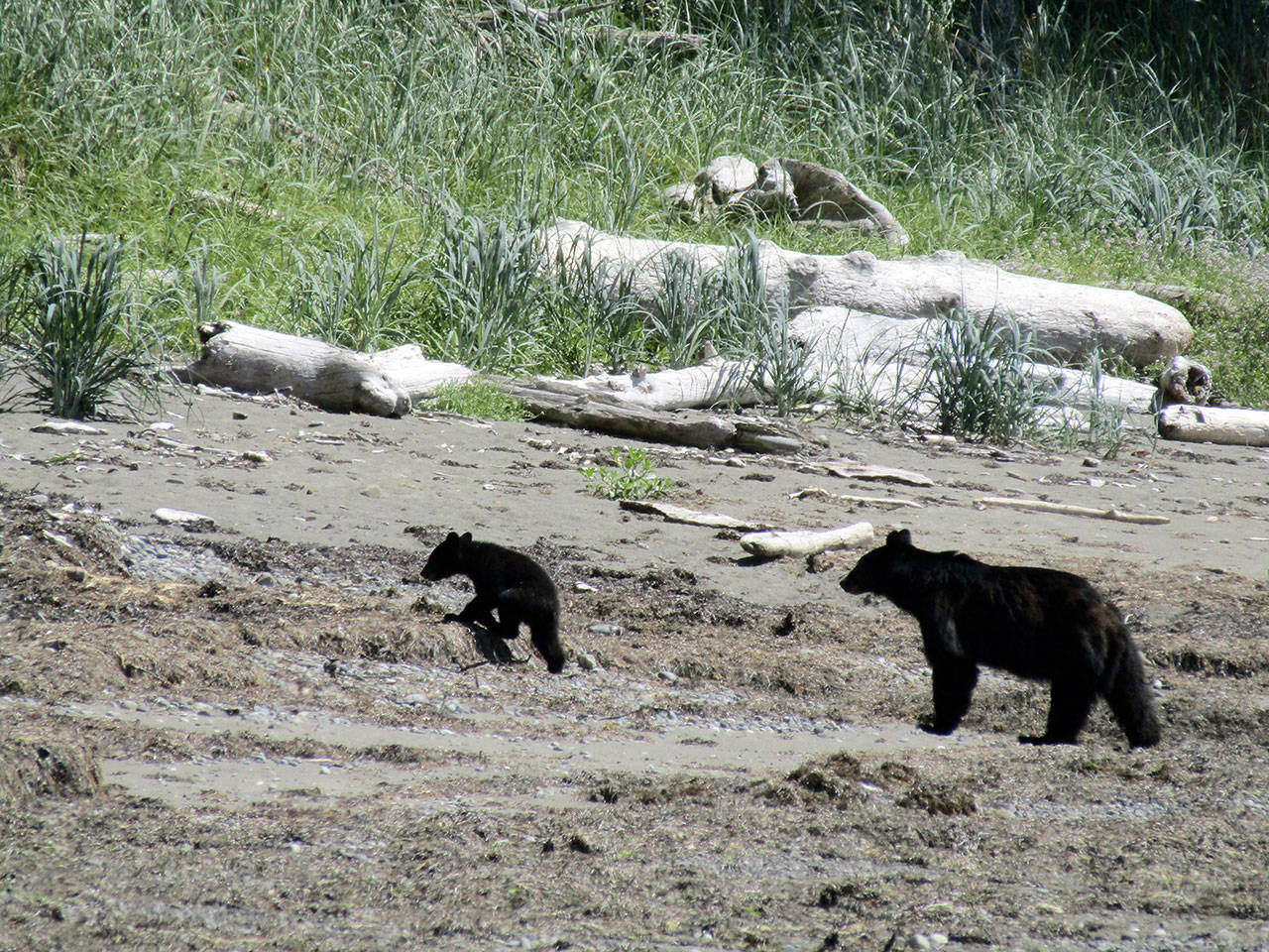 A bear watches over a cub near Sand Point on the Ozette Triangle on Saturday.