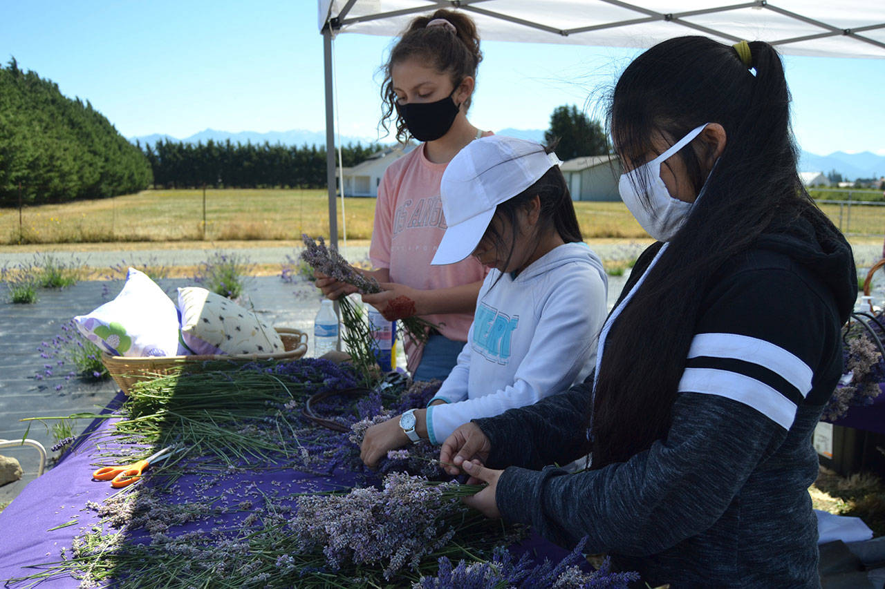 Family friends, from left, Amara Gonzalez, 13, ELizabeth Ramriez, 11, and Belinda Ramirez, 13, make lavender wreaths together at the new lavender farm Rancho La Morada off Marine Drive. The farm’s co-owner Juan Gonzalez said his family has cultivated lavender for years and they wanted to open their farm this year. (Matthew Nash/Olympic Peninsula News Group)