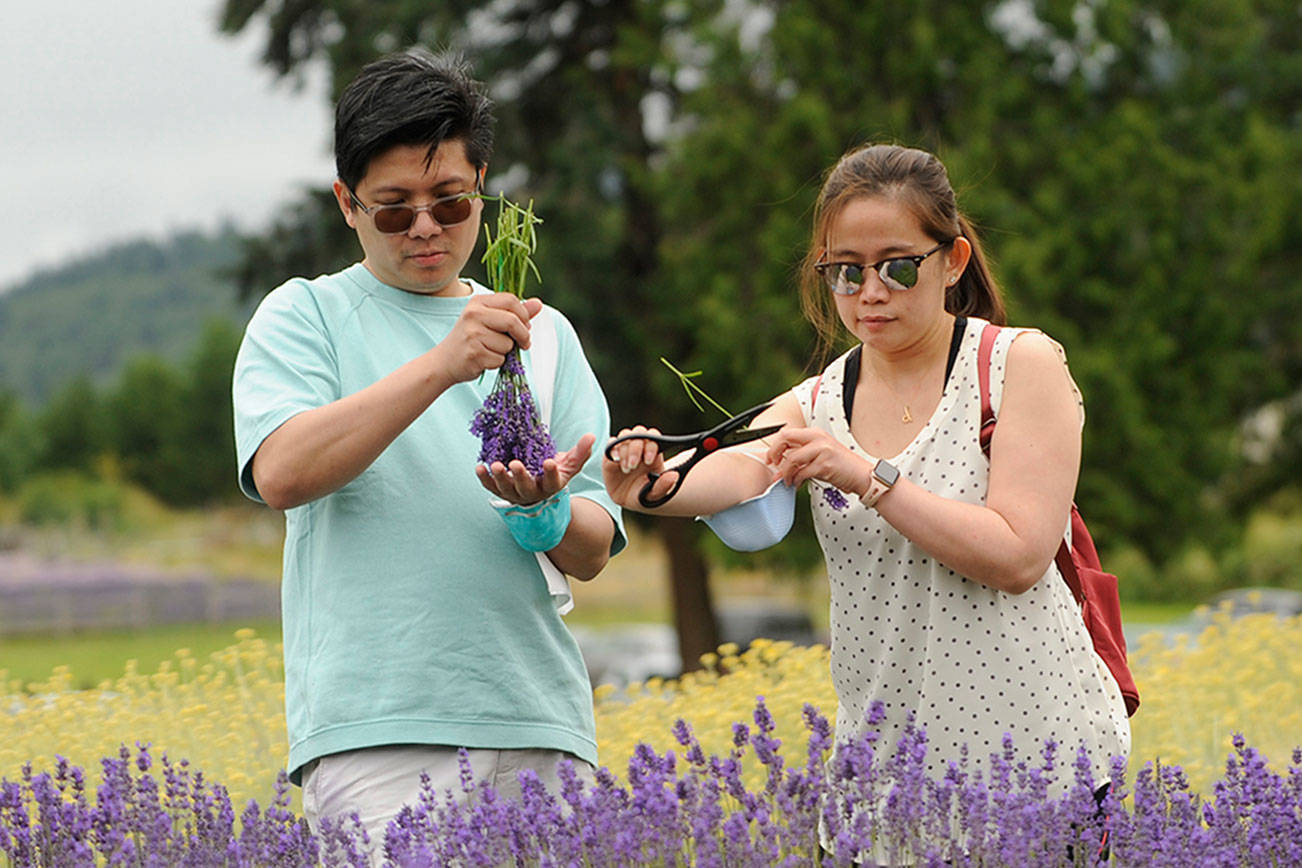 Lavender farmers say weekend was smaller but steady