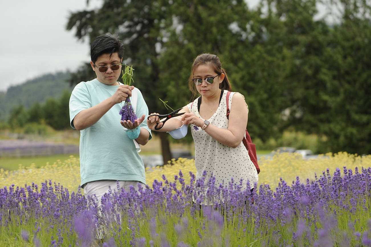 Mark and Debbie Aguiling of Auburn gather some U-cut lavender at Purple Haze Organic Lavender Farm on Friday, July 17, 2020. (Michael Dashiell/Olympic Peninsula News Group)