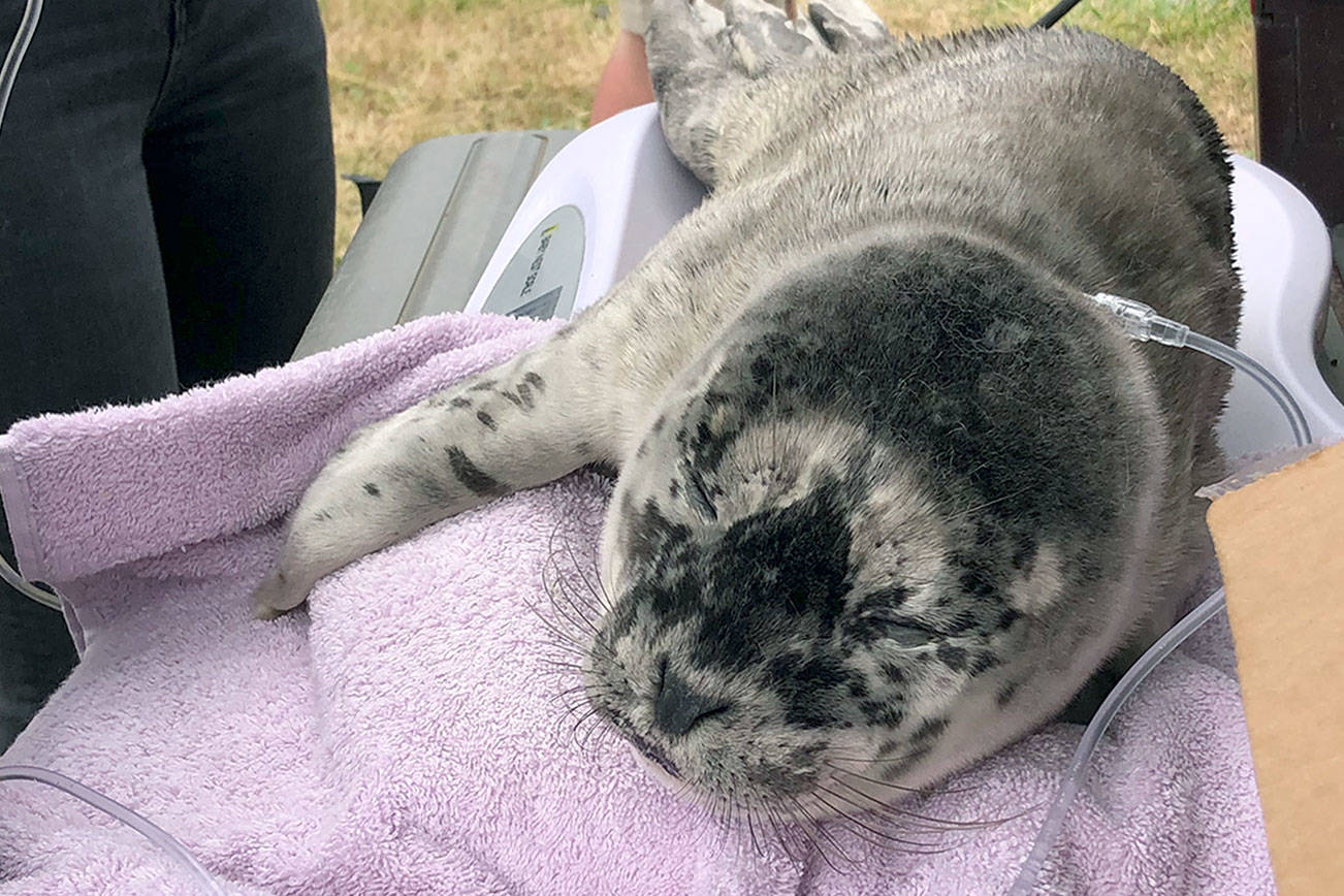 Experts: Seal pups better off when left alone