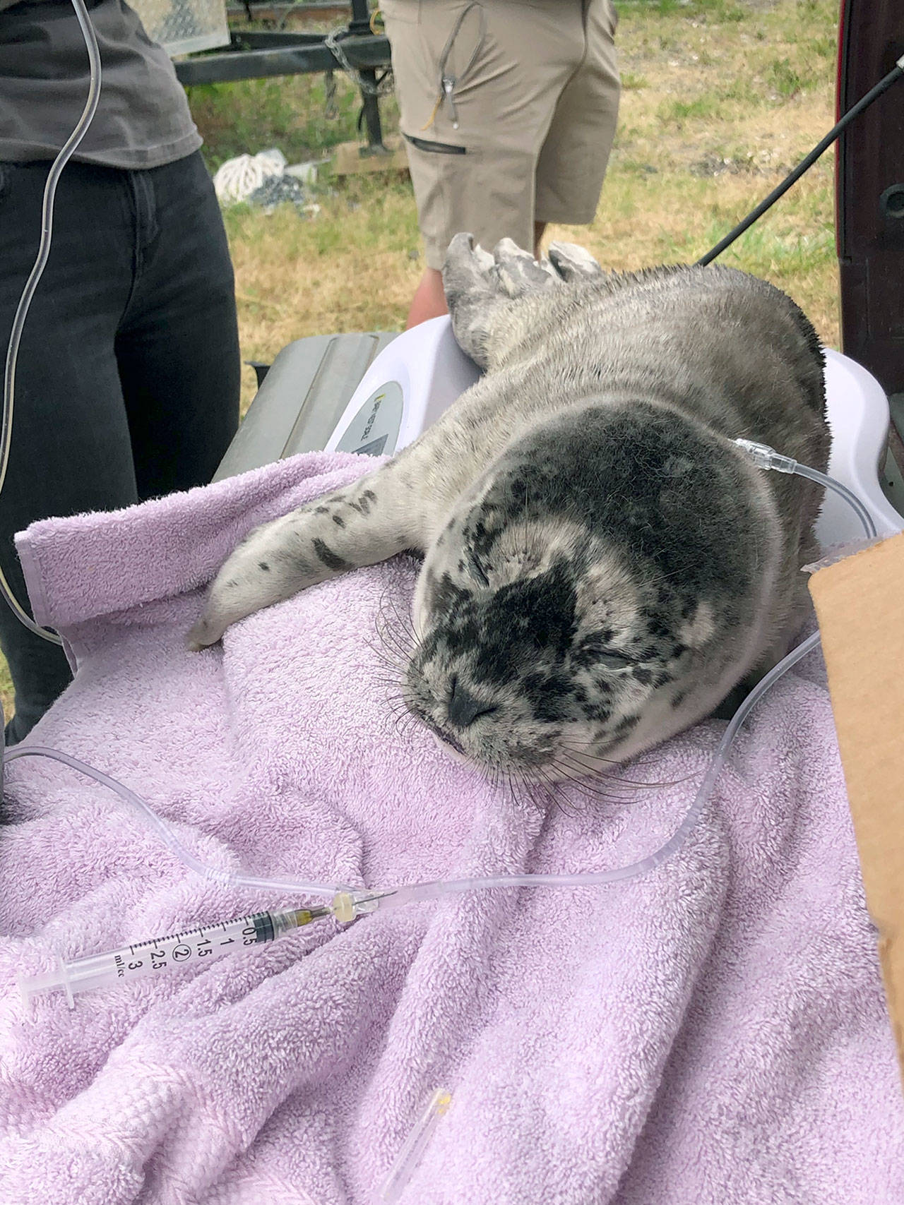 A harbor seal pup receives fluids prior to being relocated by volunteers with the Port Townsend Marine Science Center’s Marine Mammal Stranding Network after it was weakened by human interaction over the Fourth of July weekend. (Port Townsend Marine Science Center)