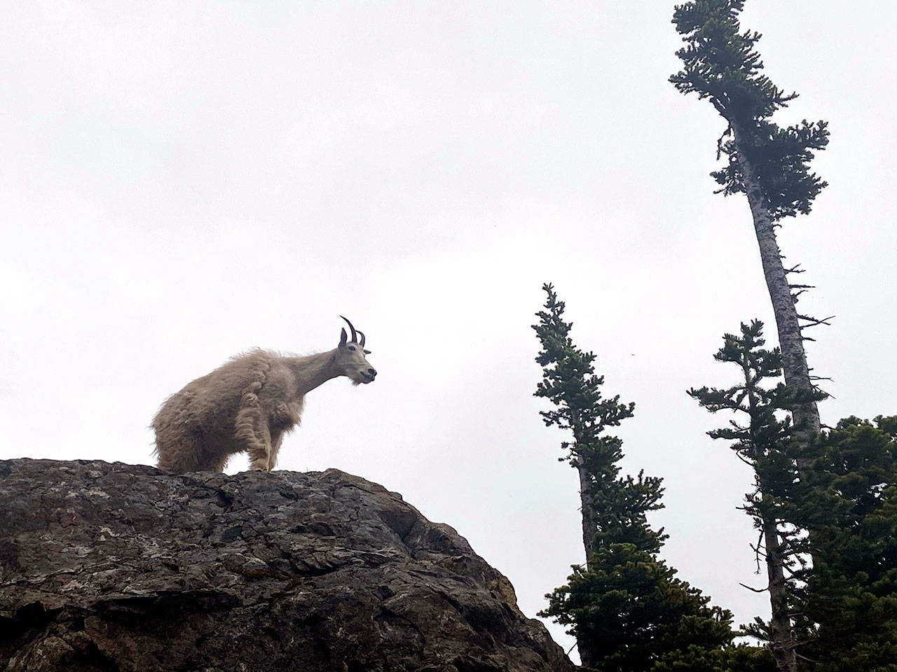 A mountain goat stands on the flanks of Mount Ellinor in the southeast corner of the Olympic Mountains in this July 11 file photo. (Rob Ollikainen/Peninsula Daily News)