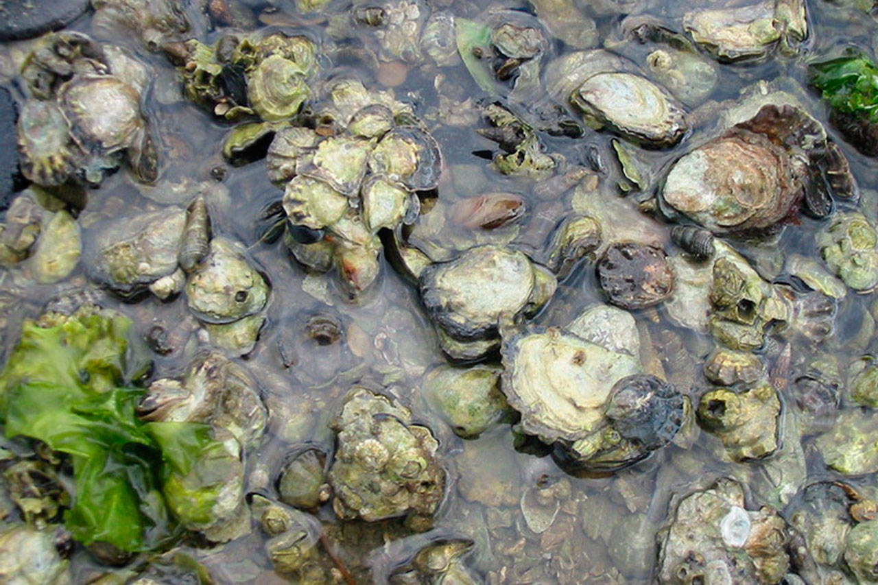 Puget Sound oysters.