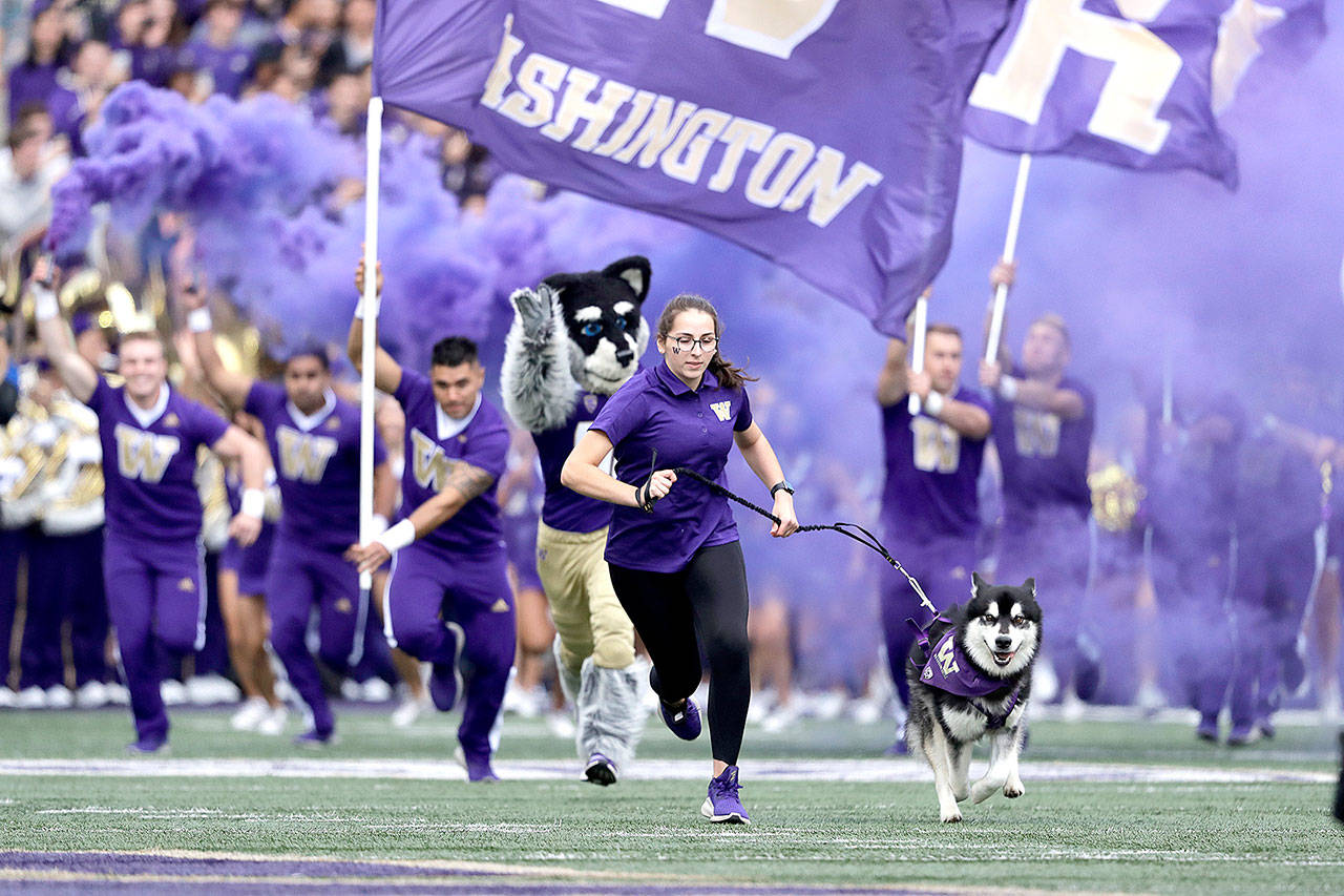Washington dog mascot Dubs, an Alaskan malamute, races onto the field followed by body-suit mascot Harry the Husky and cheerleaders before an NCAA college football game against Southern Cal on Saturday, Sept. 28, 2019, in Seattle. (Elaine Thompson/The Associated Press)