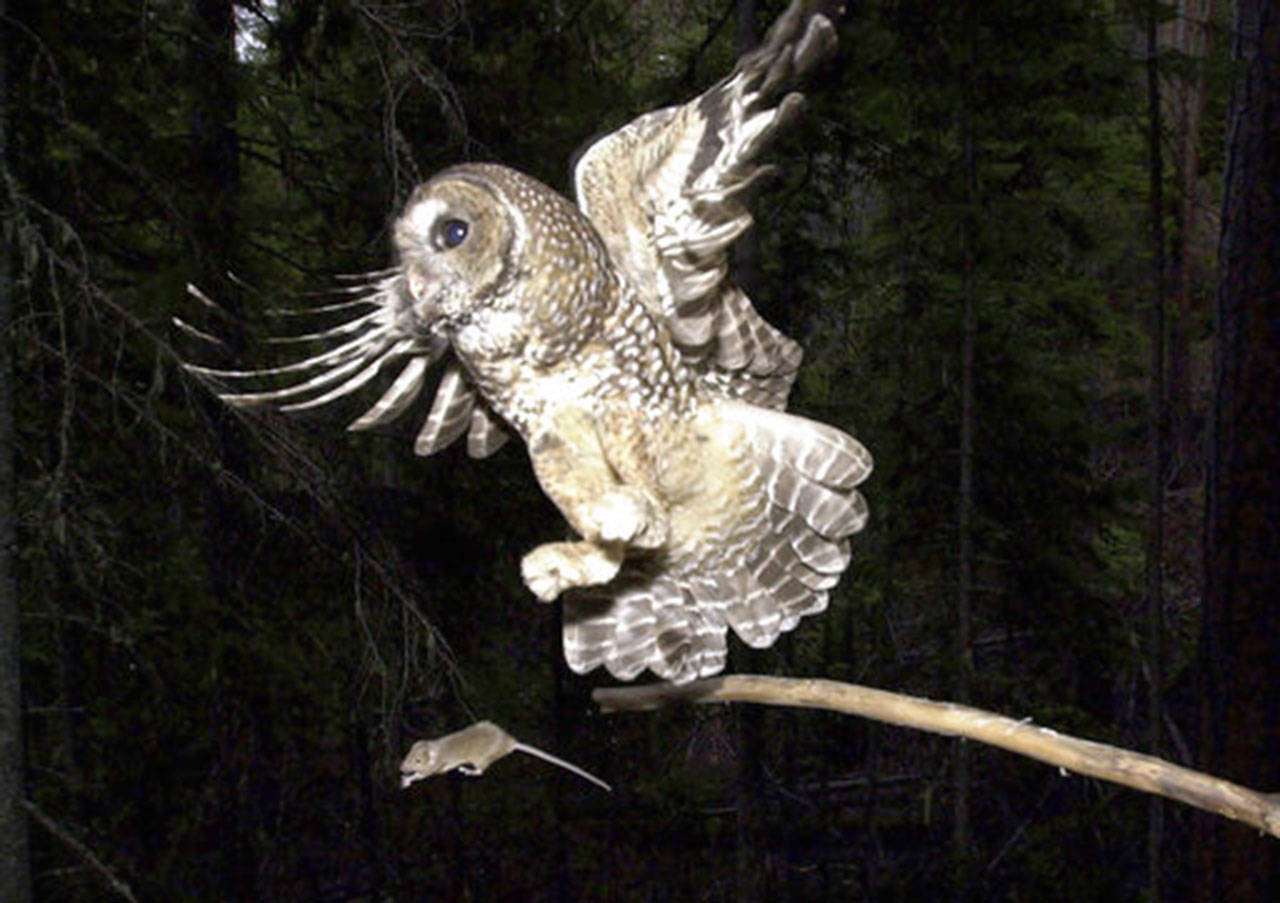 In this May 8, 2003, file photo, a Northern Spotted Owl flies after an elusive mouse jumping off the end of a stick in the Deschutes National Forest near Camp Sherman, Ore. The Trump administration is moving to restrict what land and water can be declared as “habitat” for imperiled plants and animals, potentially excluding areas that species could use in the future as climate change upends ecosystems. (Don Ryan/Associated Press file)