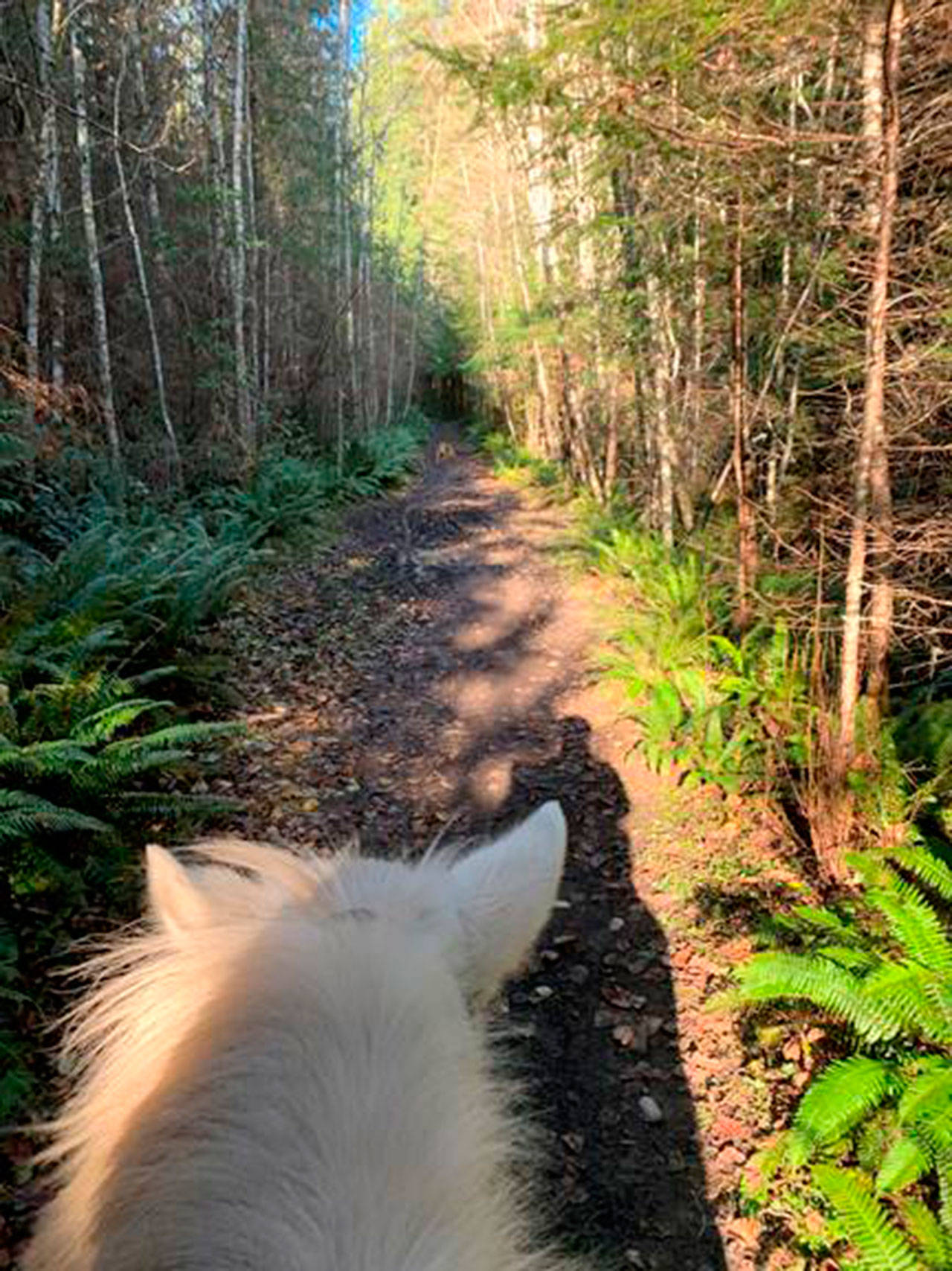 Kris Phillips rides her horse Nick through a trail at Miller Peninsula State Park near the area were a bear suddenly sprang out from the bushes and lunged at two horses and riders. A likely scenario is the bear was warning them they were too close to her cubs. Notice how the horse has one ear cocked forward and the other ear back as he listens to the sounds around them. (Kris Phillips)