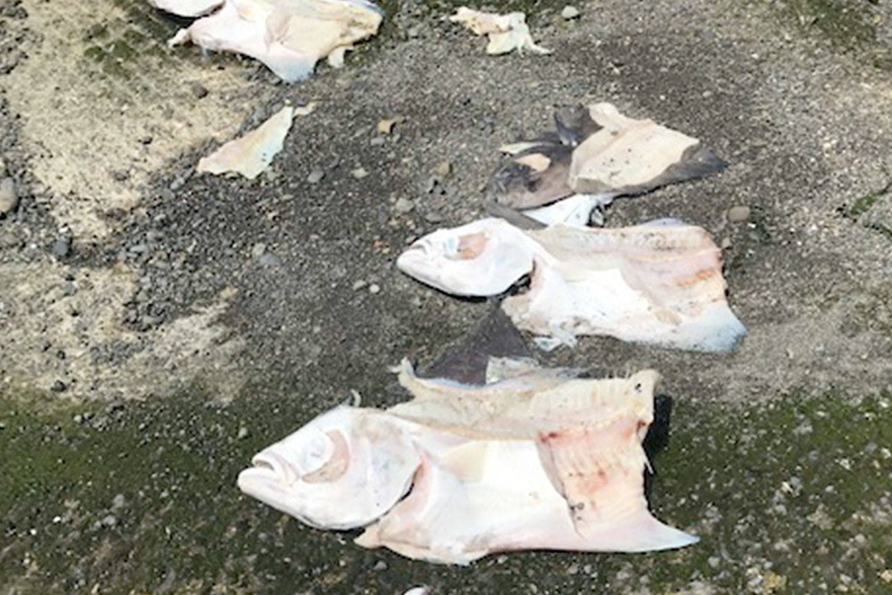 OUTDOORS: Halibut open off coast, in Strait and Puget Sound