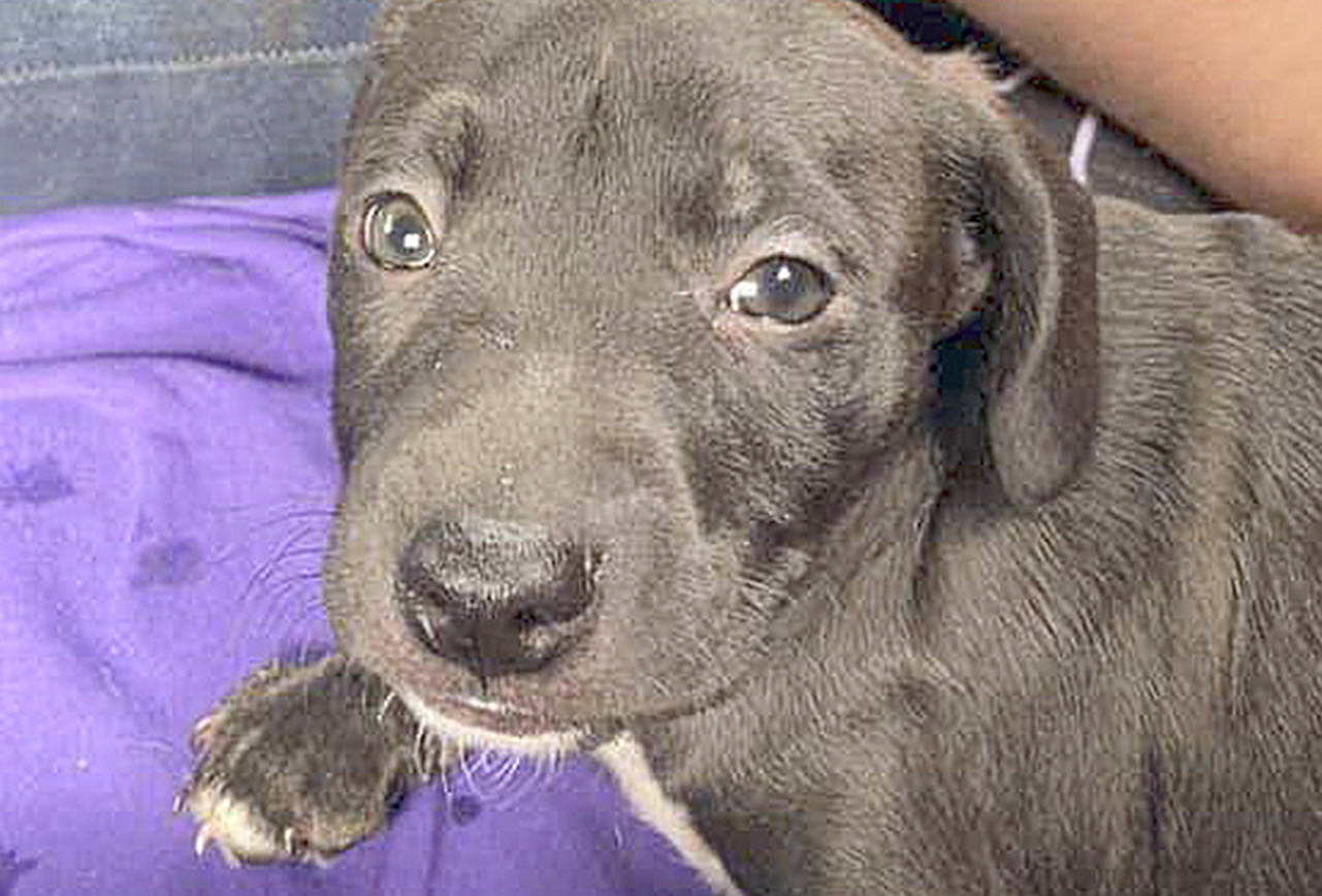 Puppy allegedly stolen from car safely returned