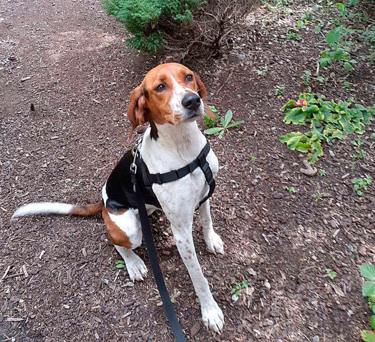 Dixie is a 10-month-old treeing walker coonhound who “is all the very best of her breed … gentle, easy-going, goofy and athletic,” said Welfare For Animal Guild representatives.