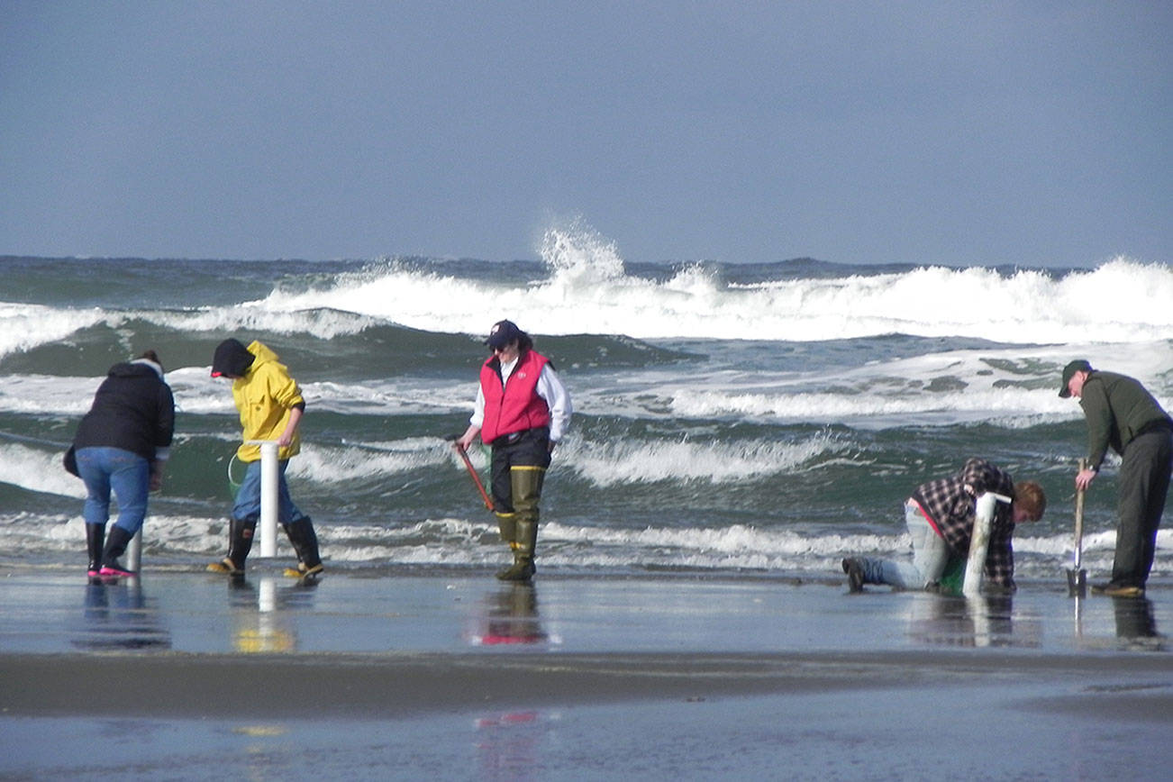 OUTDOORS: Razor clam population at historic high