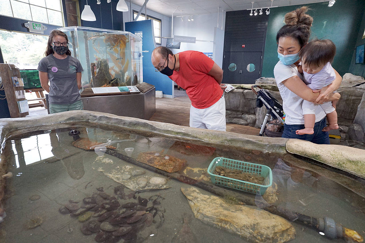 Michael, center, and Miki Kim, holding their 1-year-old daughter Mikaela, look at English Sole fish in a pool Friday at the Port Townsend Marine Science Centers aquarium on the pier at Fort Worden State Park. (Nicholas Johnson/Peninsula Daily News)