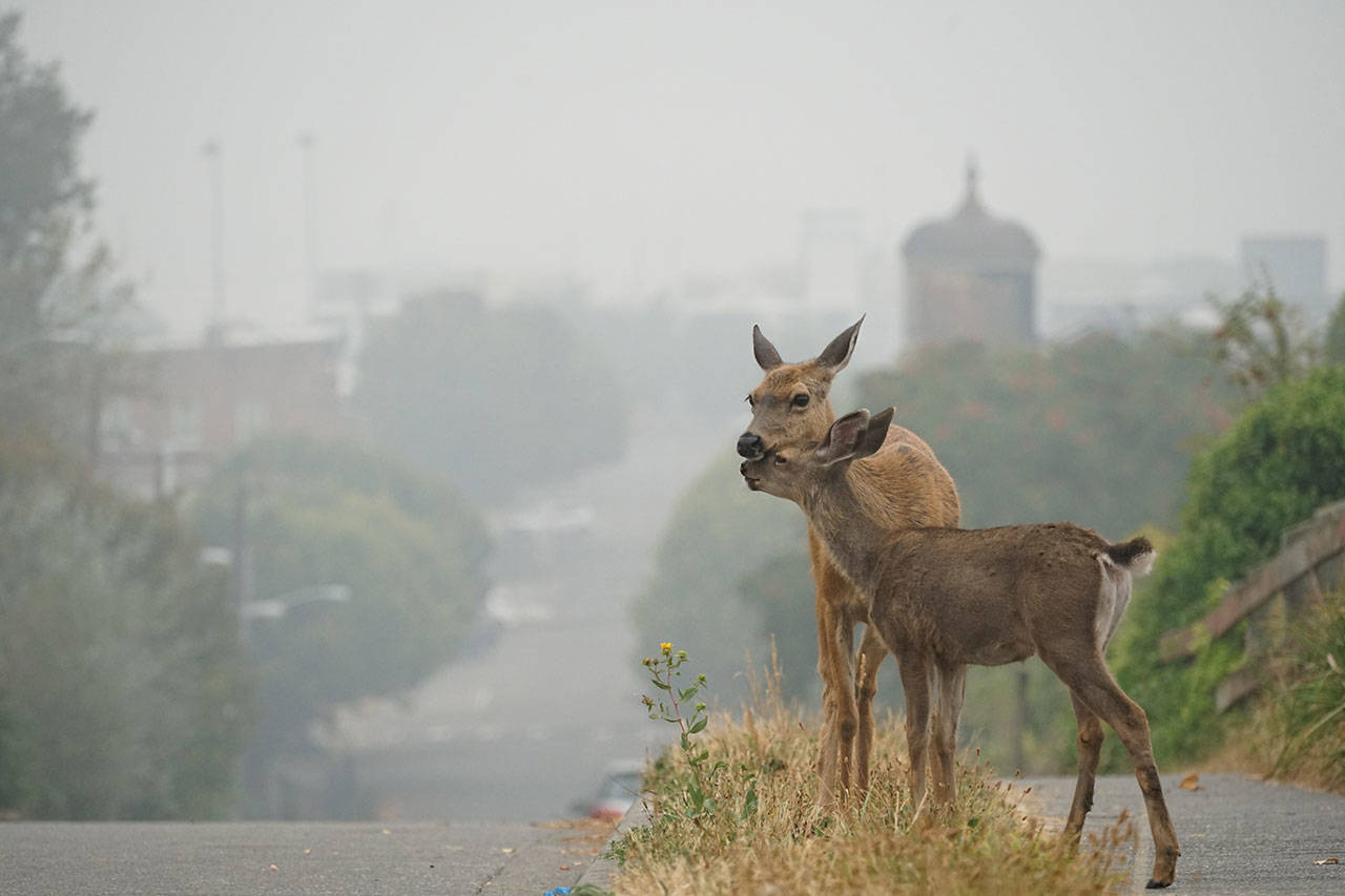 Two deer pause Saturday morning while grazing along Washington Street just uphill from a smoke-shrouded downtown Port Townsend. (Nicholas Johnson/Peninsula Daily News)
