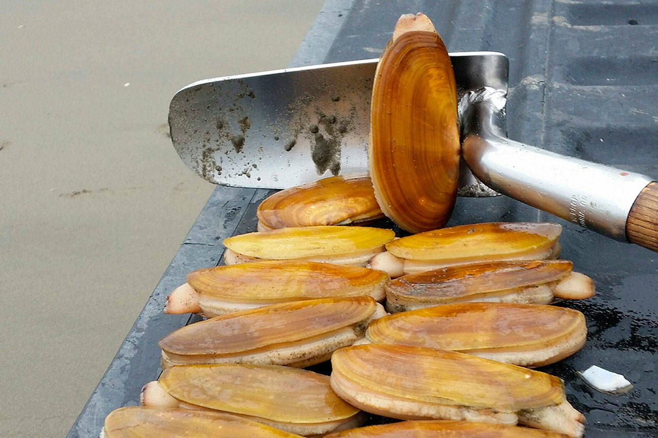 Season schedule reflects excellent razor clam numbers