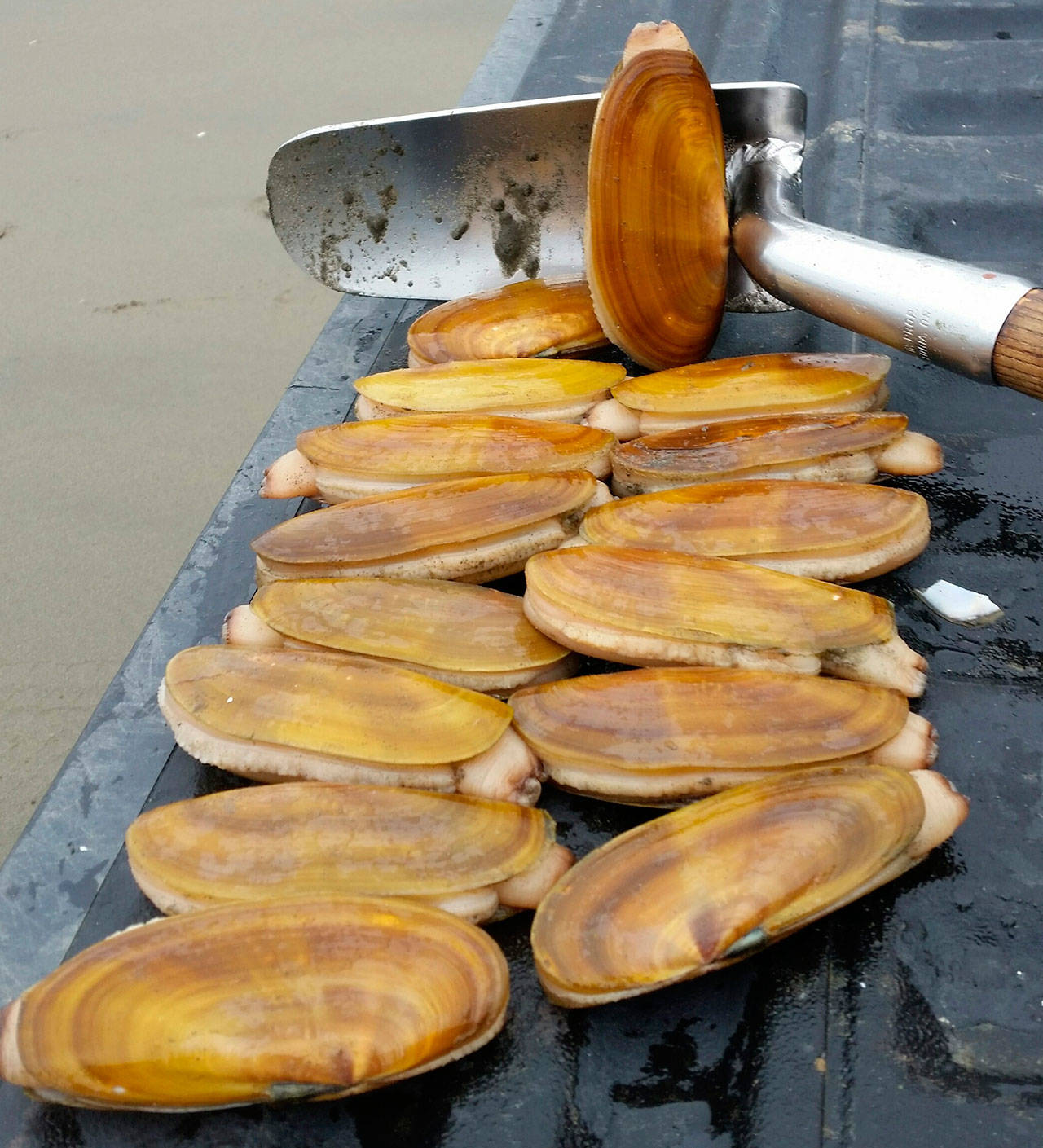 A total of 39 razor clam digs have been scheduled for ocean beaches this fall and winter. (Washington Department of Fish and Wildlife)