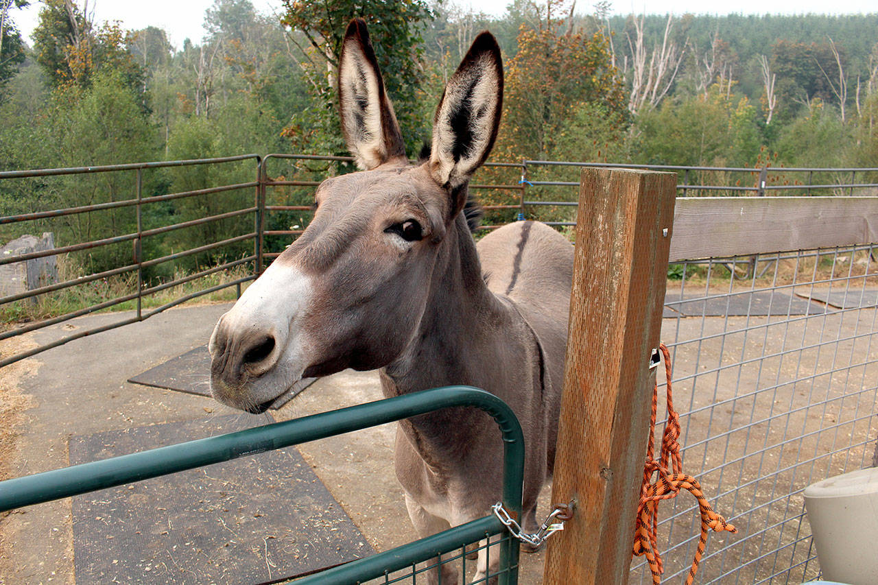Starlight, the mammoth donkey, was seized during an alleged animal abuse case in late July. On Wednesday, Sept. 16, 2020, her ownership was officially transferred to Center Valley Animal Rescue. She stands in her pen Thursday, Sept. 17, 2020, at the rescue. (Zach Jablonski/Peninsula Daily News)