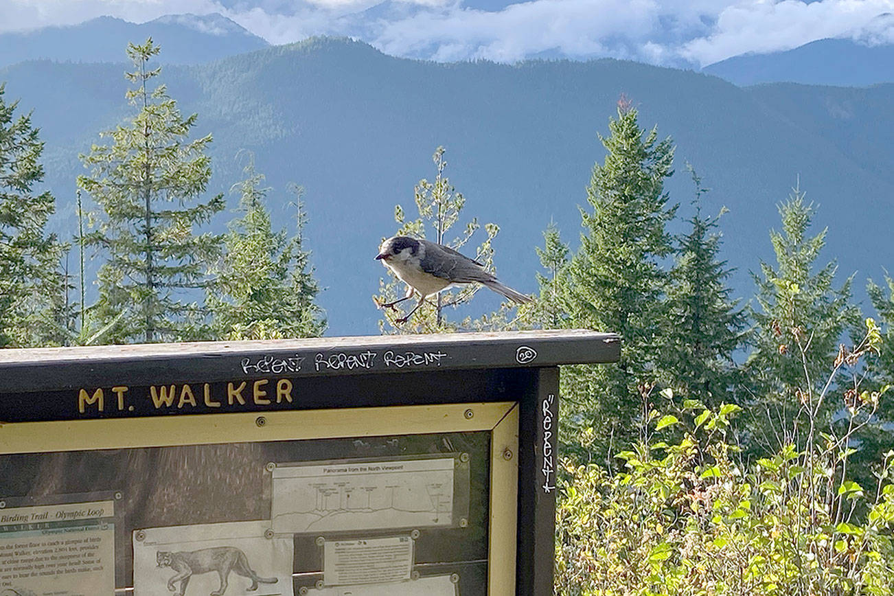 Mount Walker hike offers spectacular views, variety of birds