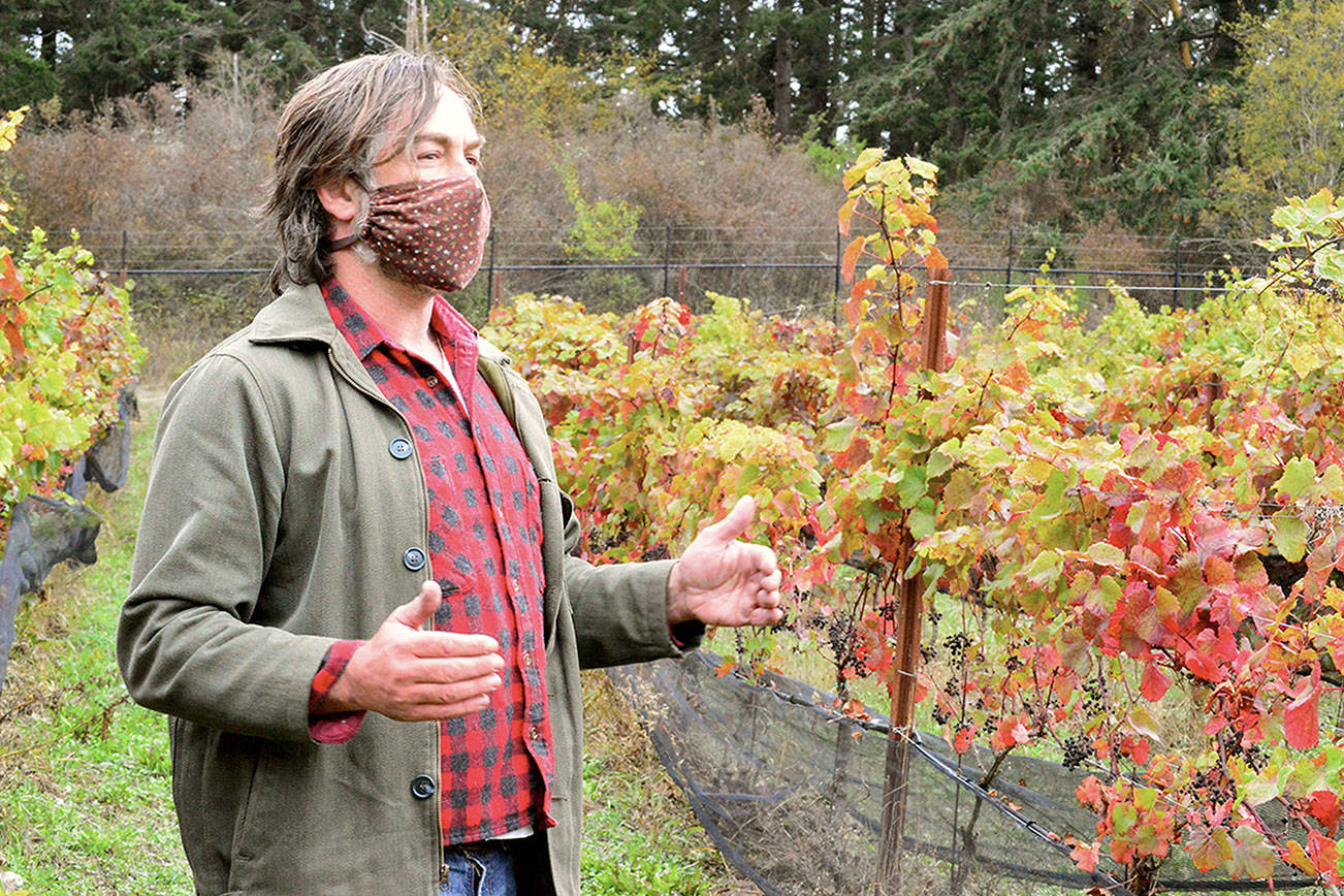 Diane Urbani de la Paz /for Peninsula Daily News  On land at the center of town, Port Townsend Vineyards winemaker Ben Thomas works with grapes from all over Europe.